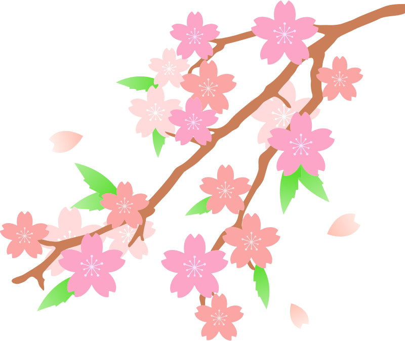 Medium Image - Cherry Blossom Branch Clipart (800x674)