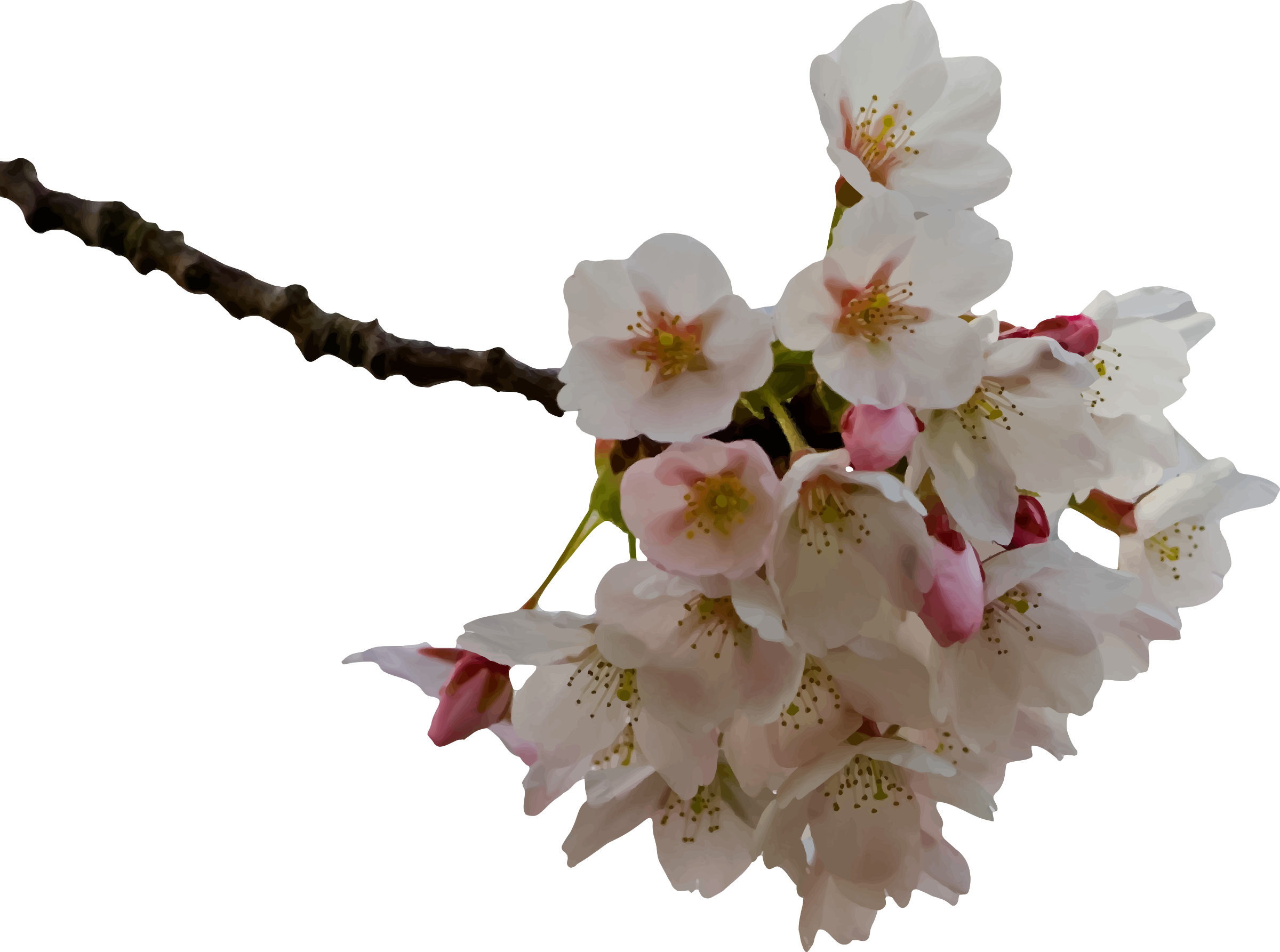 Cherry Blossom - Clip Art Cherry Blossom (2400x1786)