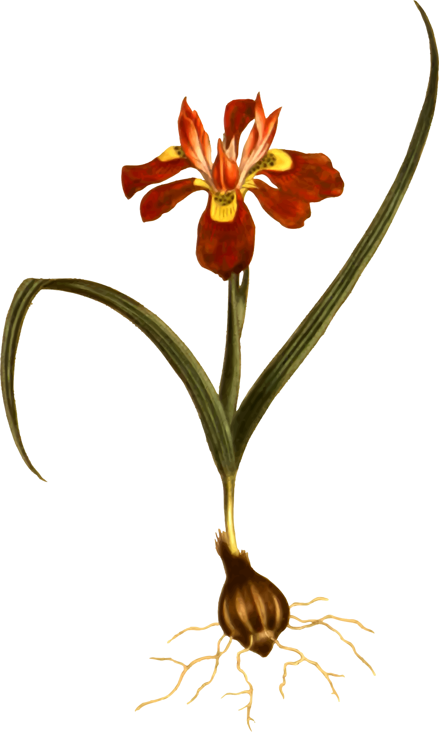 Big Image - China Pink (1426x2378)