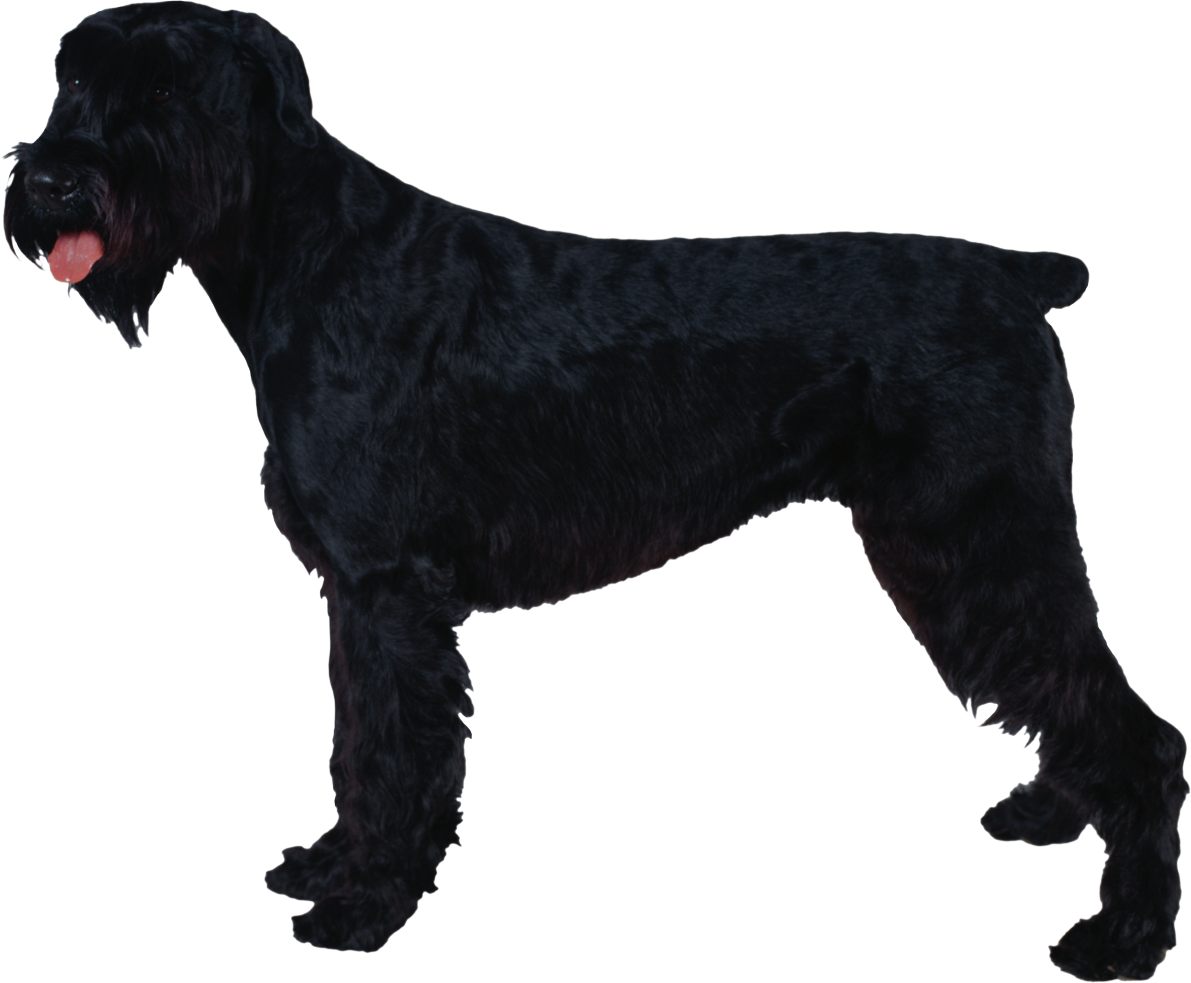Giant Schnauzer Standard Schnauzer Miniature Schnauzer - Giant Schnauzer Standard Schnauzer Miniature Schnauzer (2345x1936)