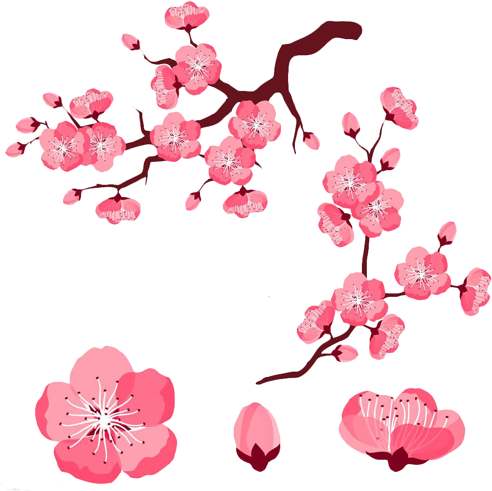 Cherry Blossom Adobe Illustrator Clip Art - Pink Cartoon Cherry Blossoms Flowes (1024x1024)