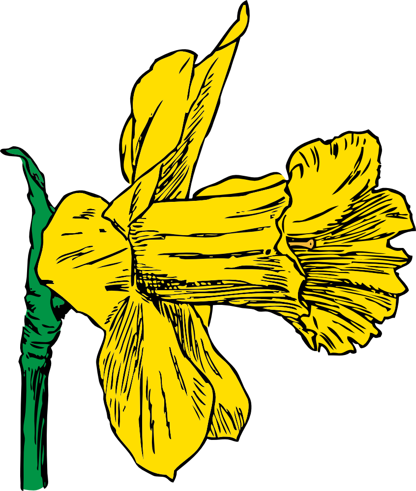 Get Notified Of Exclusive Freebies - Daffodil Clip Art (2032x2400)