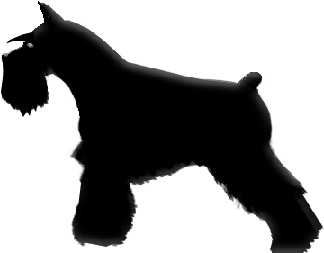 B, Solid, Black - Silhouette Of A Schnauzer (420x300)
