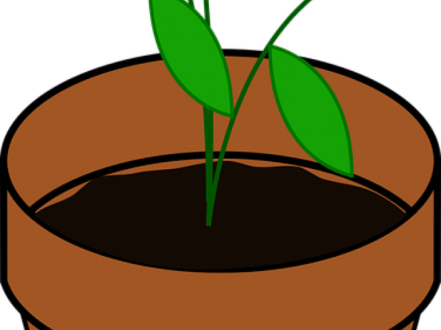 Potted Plants Clipart Grows - Plant Clip Art (640x480)