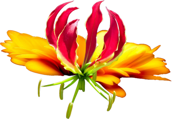 Tropical Flower (600x414)
