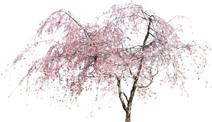 Я Хотела Бы Поговорить С Женщинами О Словах, Которые - 桃花 树 Png (699x401)