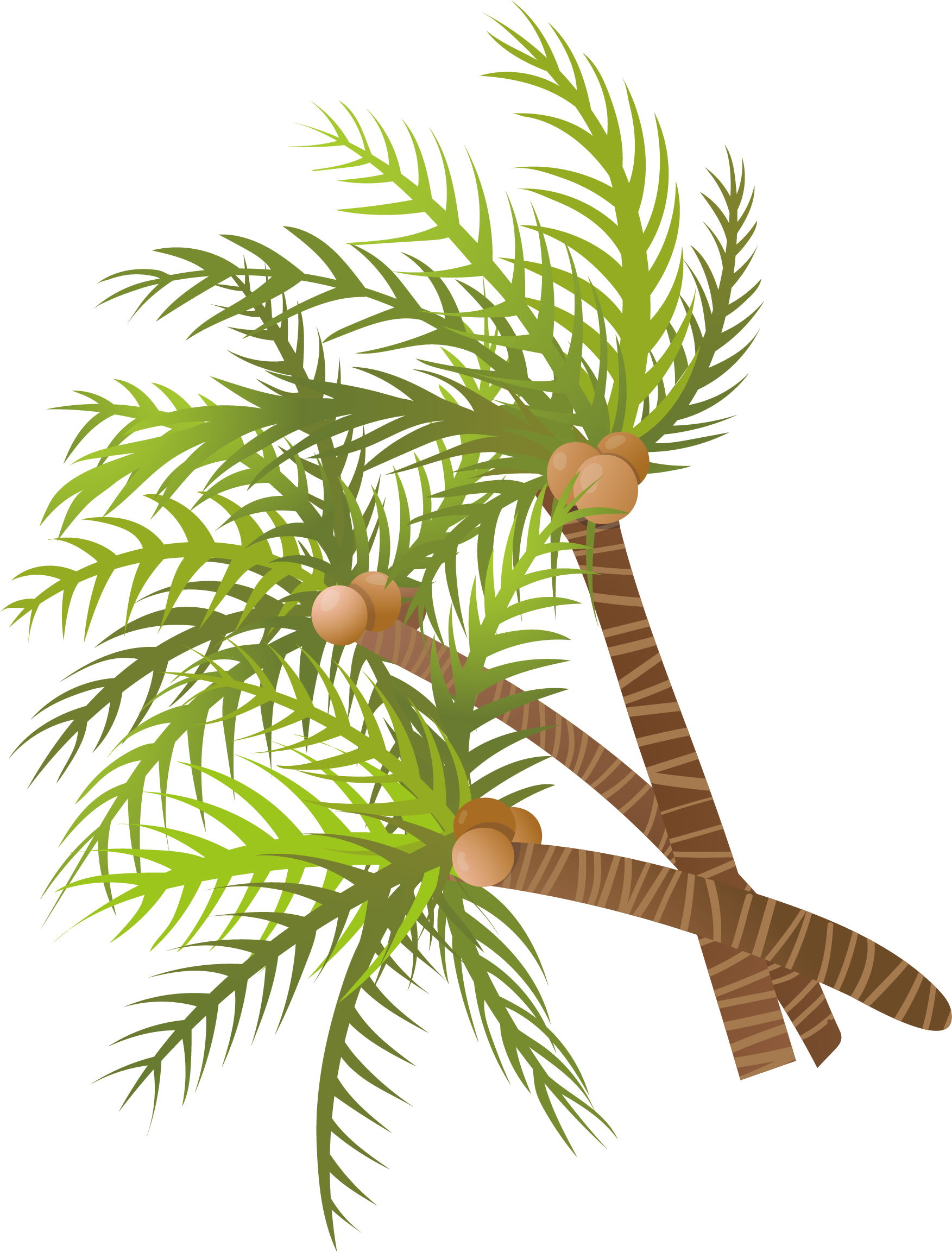 Arecaceae Coconut Tree Euclidean Vector - Arecaceae Coconut Tree Euclidean Vector (1925x2304)