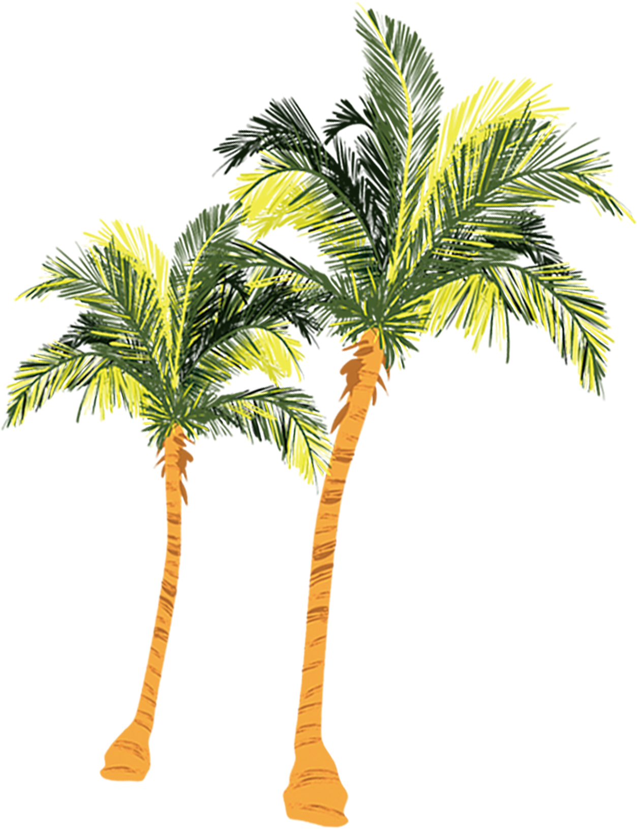 Arecaceae Nata De Coco Coconut Tree - Arecaceae Nata De Coco Coconut Tree (2480x3508)