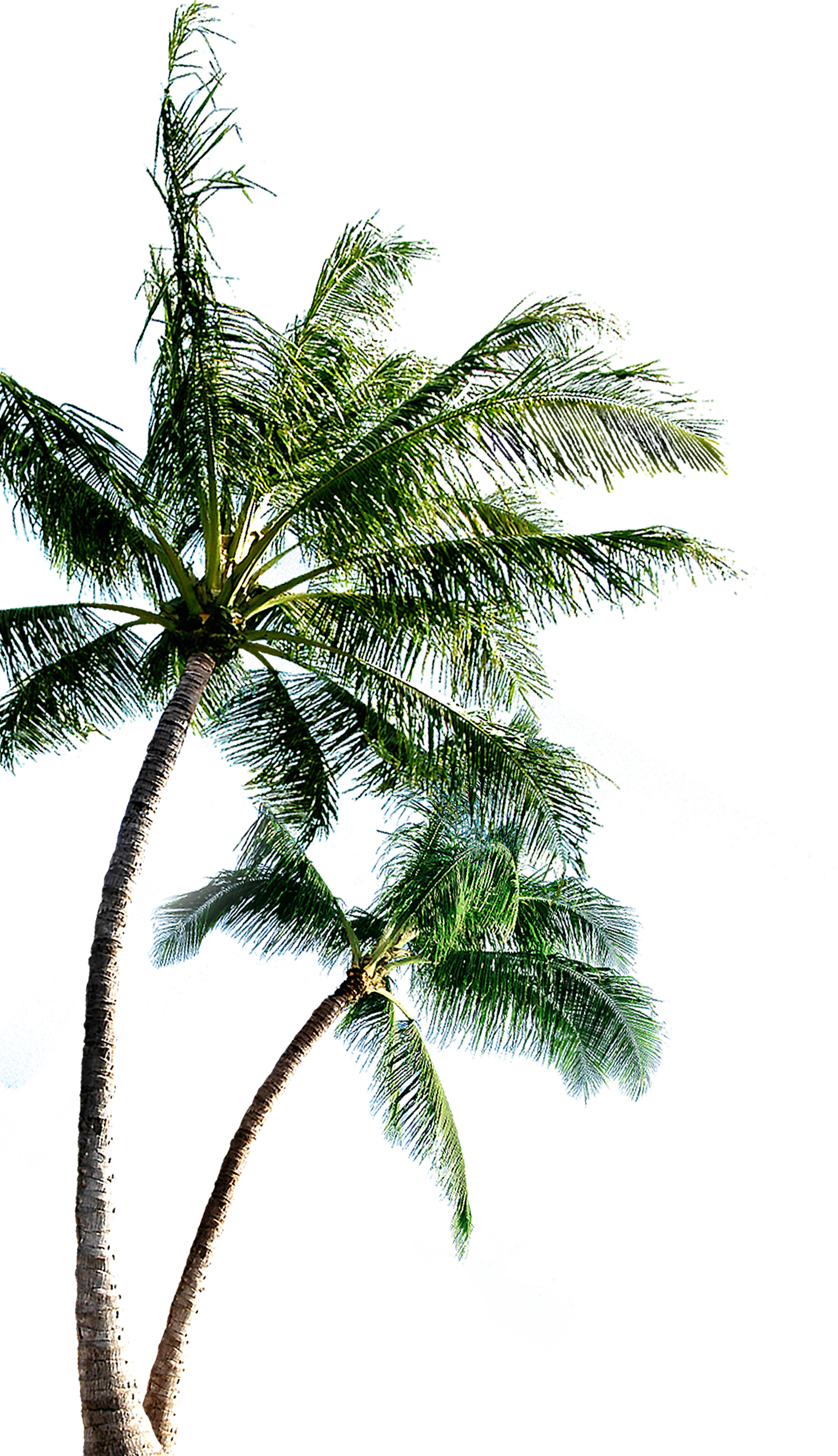 Island Clip Art - Beach Png Background (1464x2544)