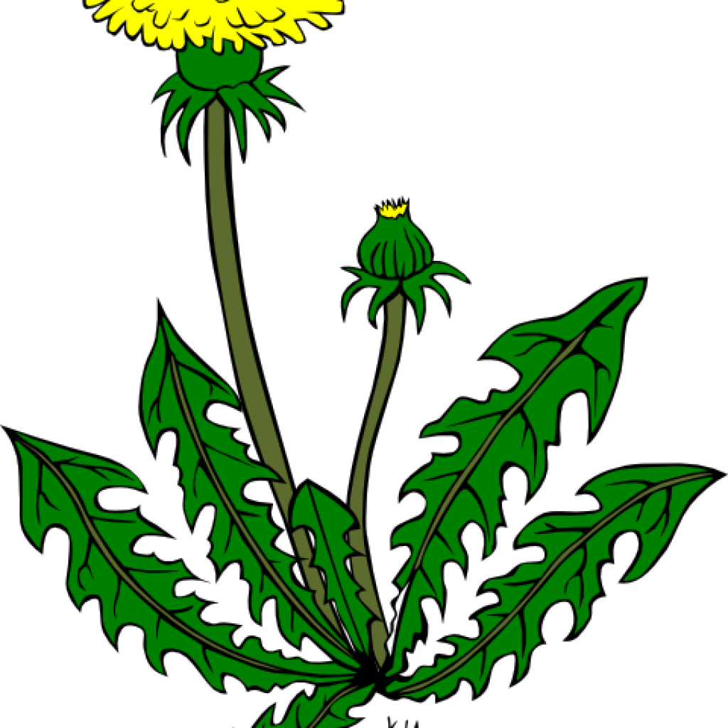 Weed Clipart Dandelion Weed Clip Art At Clker Vector - Dandelion Clip Art (1024x1024)
