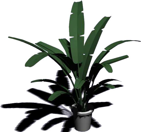 Musa Basjoo 3d Modeling Plant 3d Computer Graphics - Musa Basjoo 3d Modeling Plant 3d Computer Graphics (829x651)