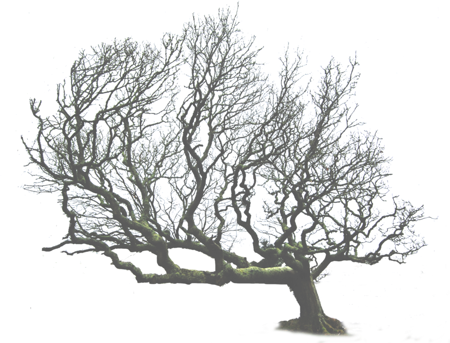 Leaning Tree Png - Donna O Donoghue Art (900x691)