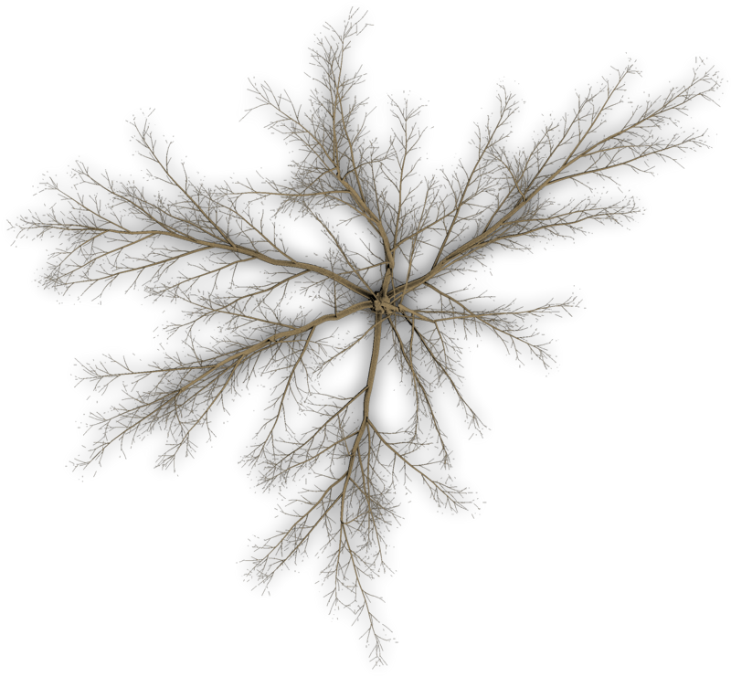 @mcgamagle - - Pond Pine (800x741)