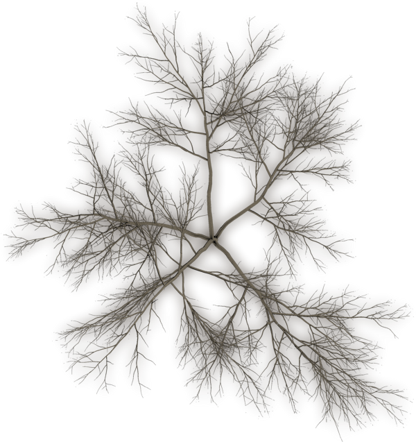 Tree Top Png Black (600x637)