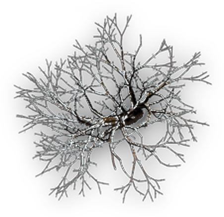 Trees token