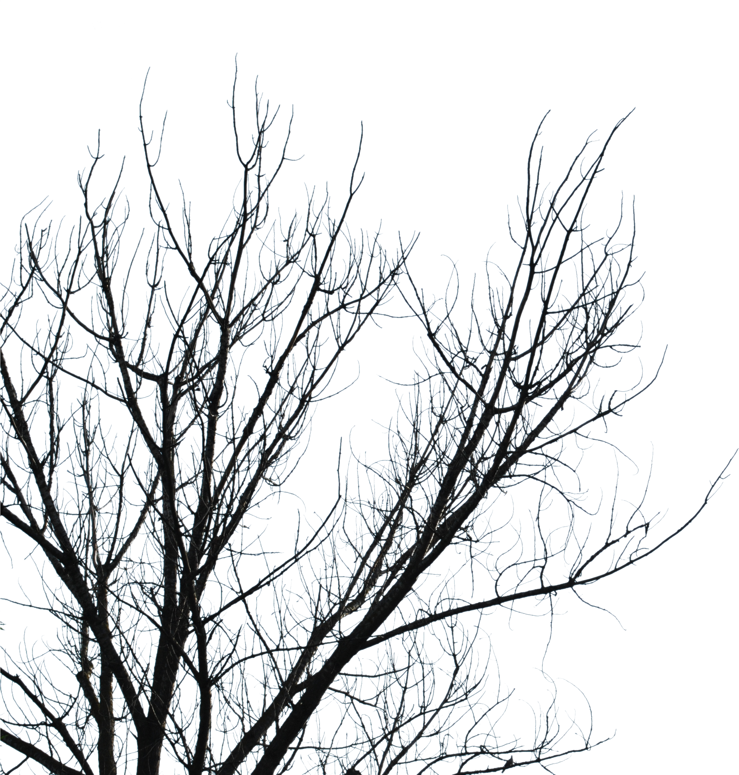 Dead Tree Drawings Download - Halloween (3872x2592)