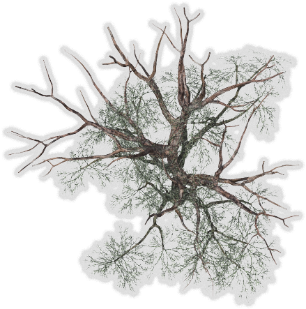 Winter Tree Png - Winter Trees Top View Png (463x456)