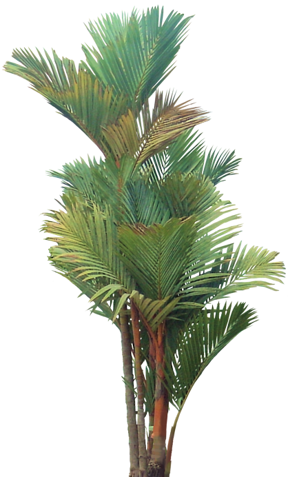 3,5 M Common Names - Lipstick Palm Tree Png (418x692)