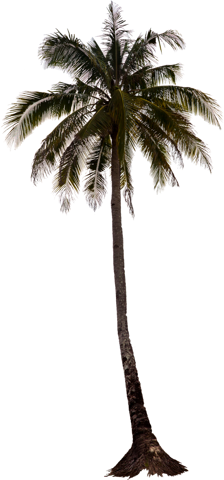 Cutout Palm Tree Immediate Entourage - Palm Tree Cutout (1600x1600)