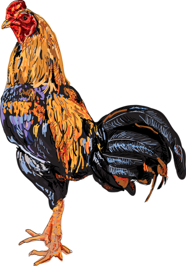 Quality Clip Art Of Animals That Live On A Farm - Cock (640x914)