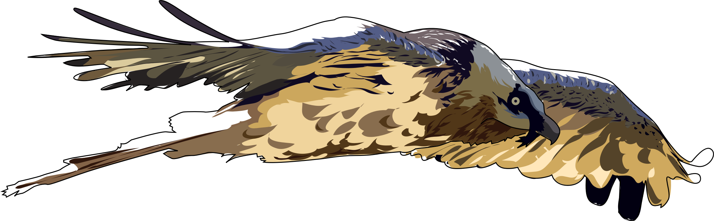 Vulture Clip Art Medium Size - Bearded Vulture Png (2278x706)