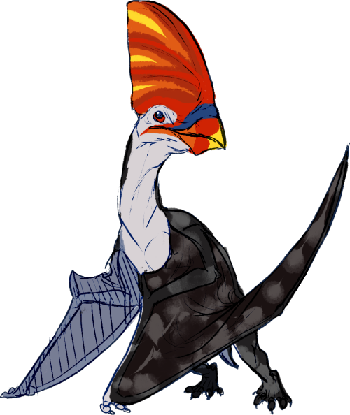 Bird Of Prey Beak Clip Art - Bird Of Prey Beak Clip Art (500x594)