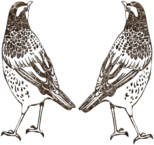 Seagull Outline 7, Buy Clip Art - Bird (720x720)