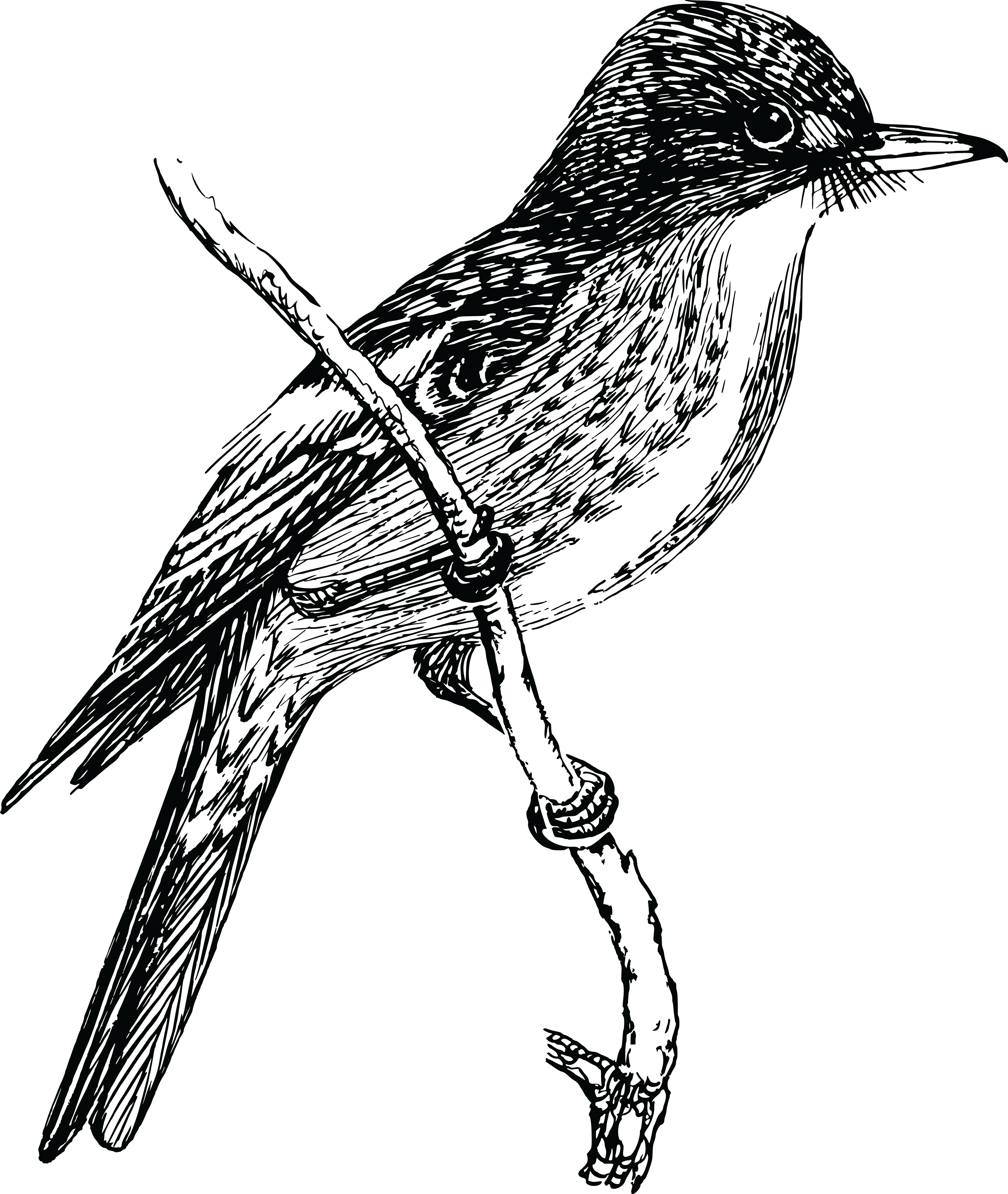 Free Clipart Of A Flycatcher Bird - Sketch Bird Png (4000x4734)