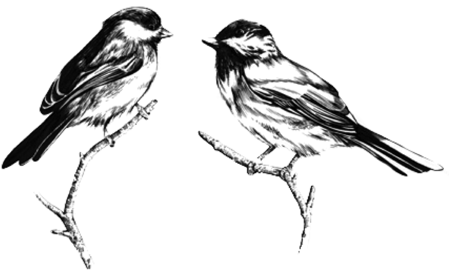 Black And White Birds (900x535)