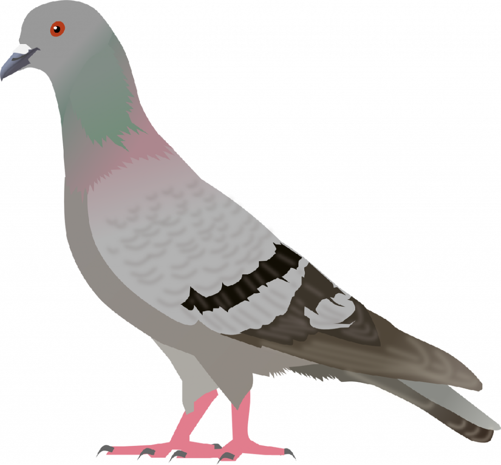 Gorgeous Design Pigeon Clipart Clip Art 2 Fans Clipartandscrap - Pigeon Clipart Png (1024x951)