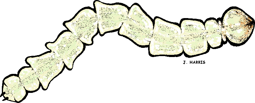 Emerald Ash Borer Larva - Emerald Ash Borer Larvae Png (830x336)