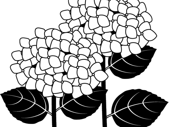 Hydrangea Silhouette Cliparts - Hydrangea (640x480)