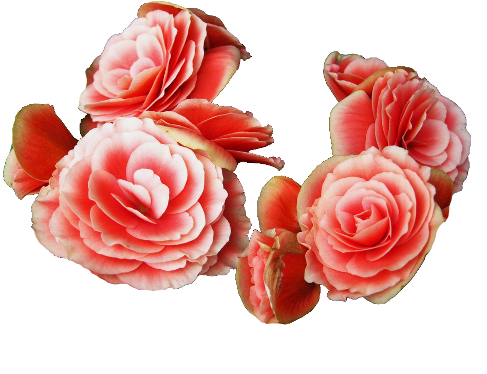 Tumblr Transparent Flower - Wreath (1024x768)