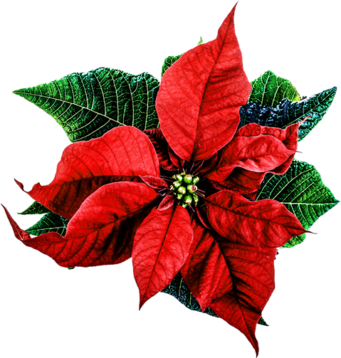 Christmas-flower - Flor De Pascua Png (532x548)