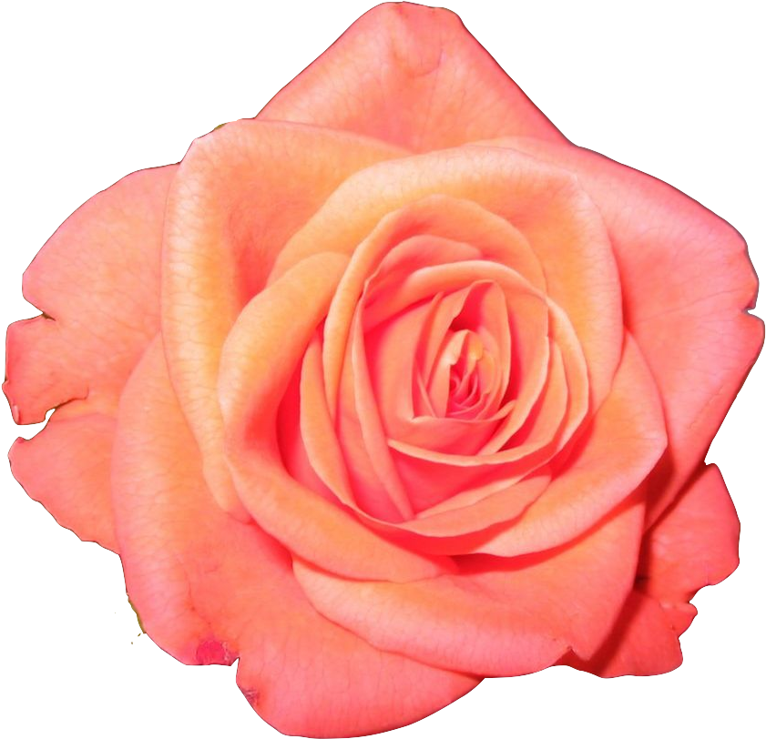Transparent Flower Crown Tumblr Image Collections Flower - Peach Rose Transparent (1280x1024)