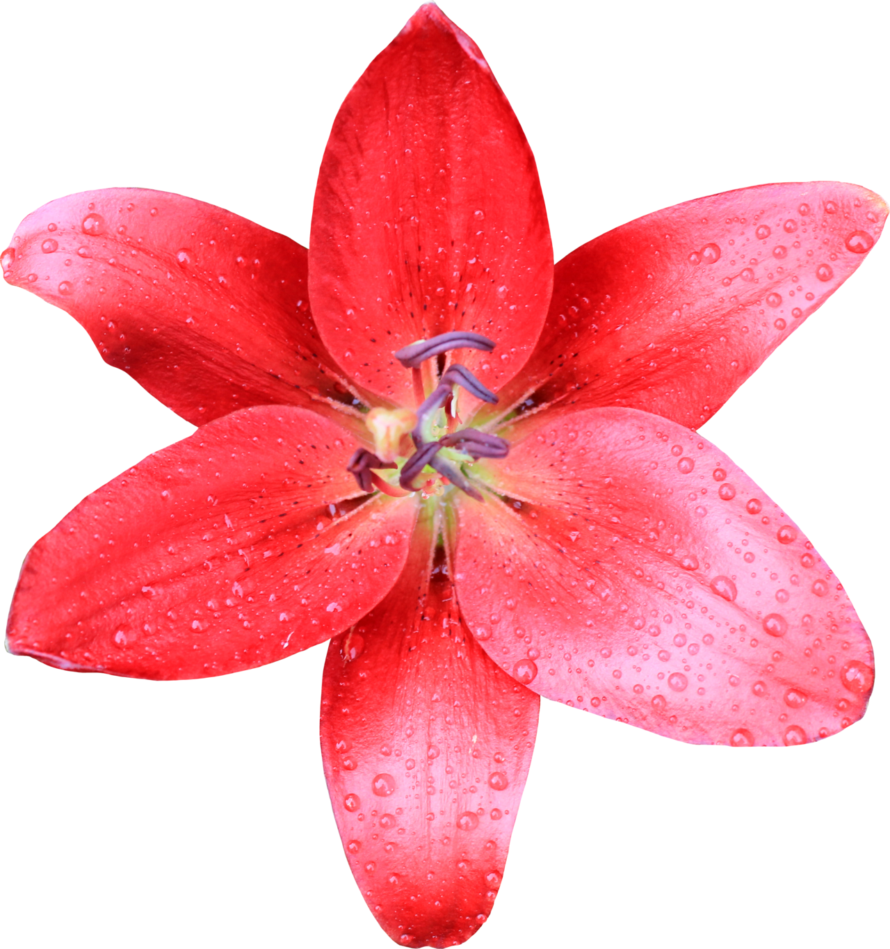 Red Flower Crown Transparent Hazel Maid - Plants (1280x1365)