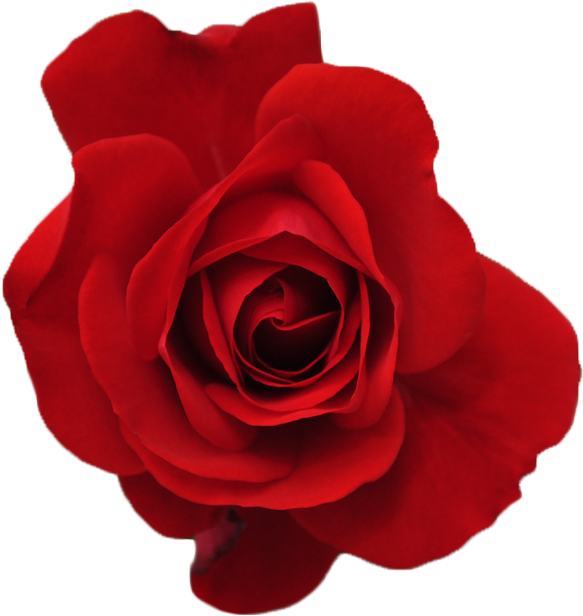 Red Flower Crown Transparent Forever & A - Rose Tumblr Transparent (593x626)