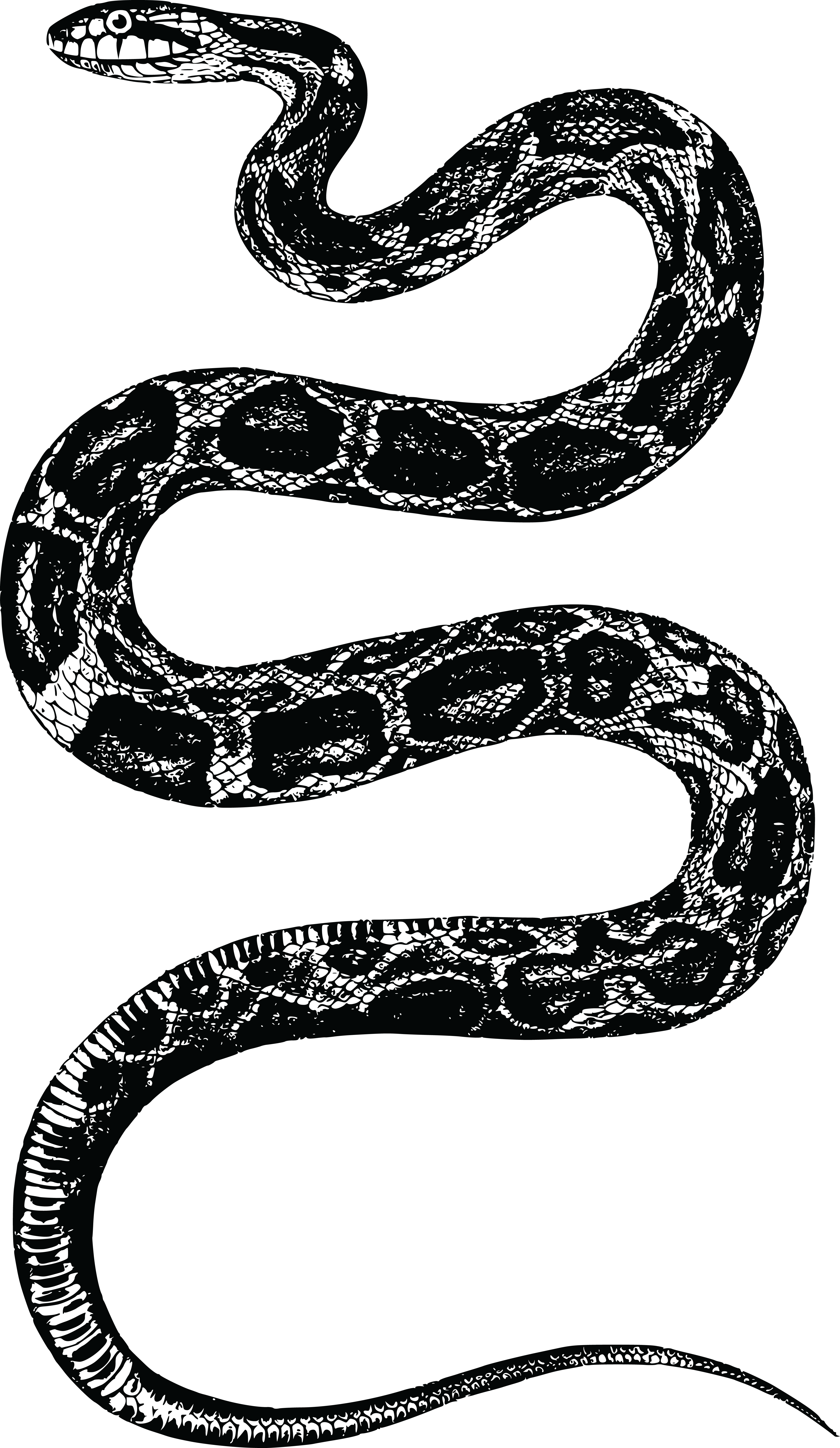 Free Clipart Of A Rattle Snake - Png Snake (4000x6895)