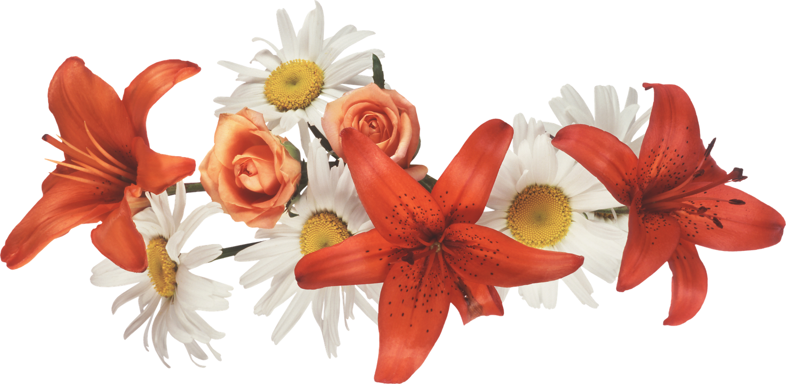 Flower Crown Desktop Wallpaper Rendering - Flower Crown Desktop Wallpaper Rendering (1600x782)