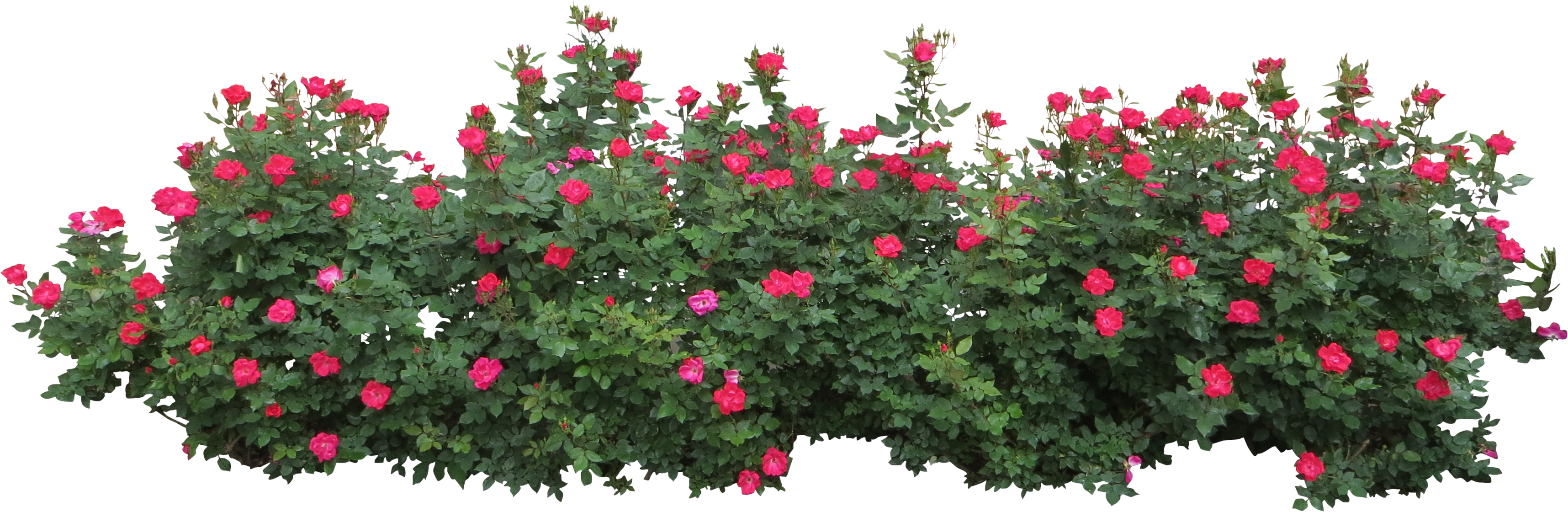 Rose Bush Clipart Flower Bush - Flower Bush Png (3432x1120)