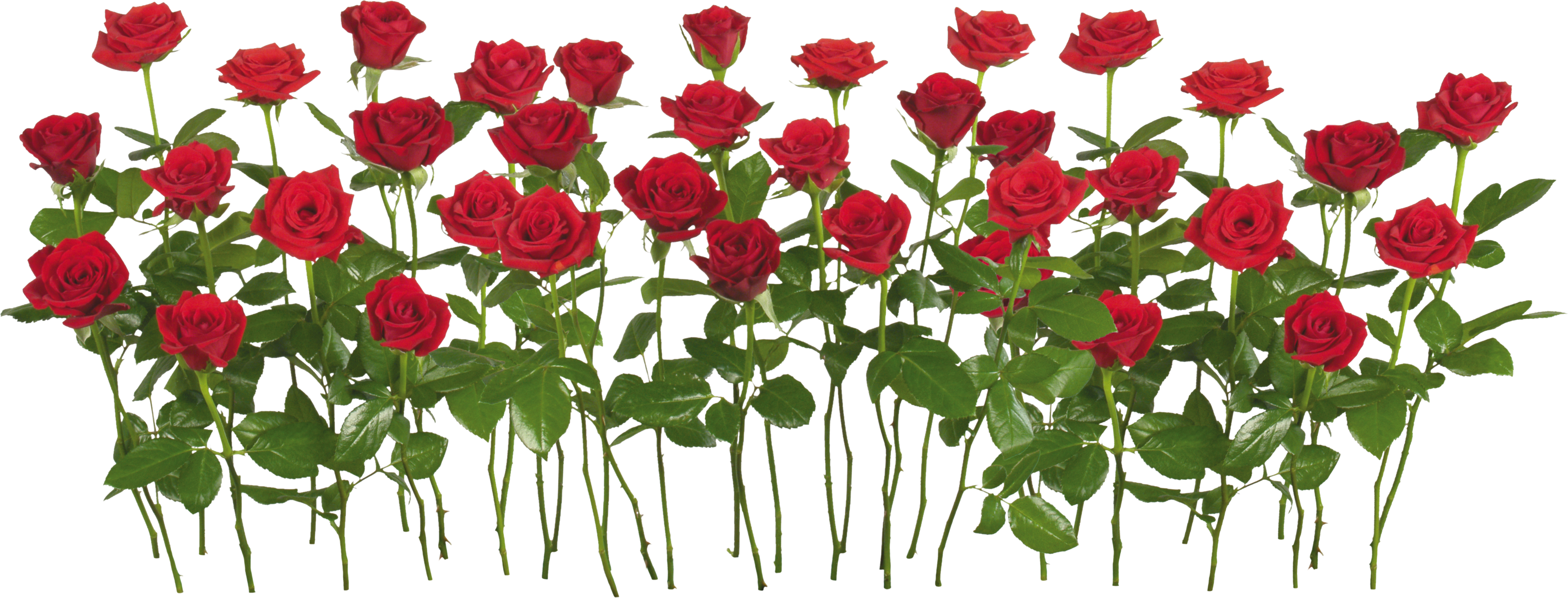 Rose Bush Clipart Rose Garden Pencil And In Color Rose - Gulab Png (4000x1526)