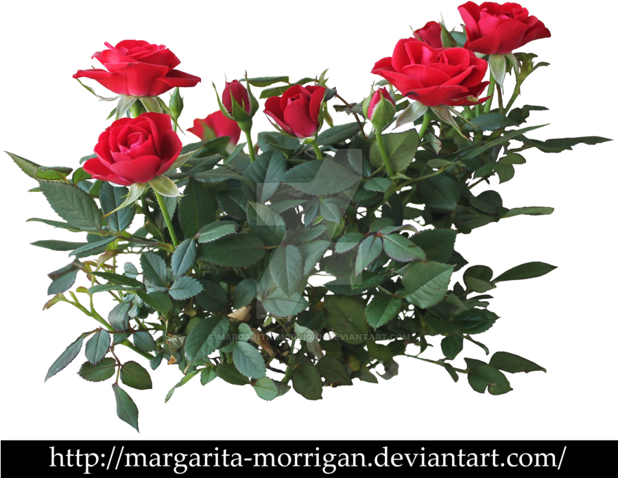 Shrub Roses By Margaritamorrigan On Deviantart - Rose Flower Plant Png (900x711)