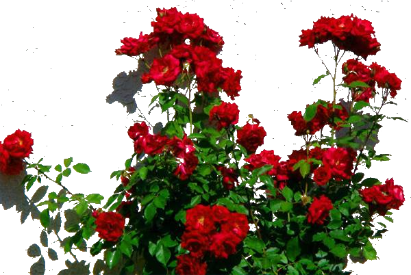 Rose Plant Png - Red Rose Bush Png (600x402)