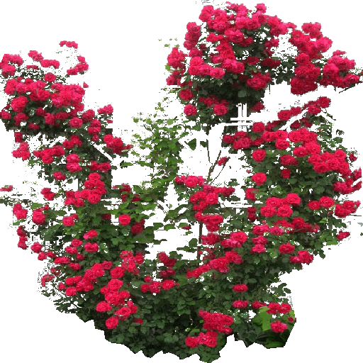 Rose Bush Png Download - Climbing Red Rose Png (512x512)