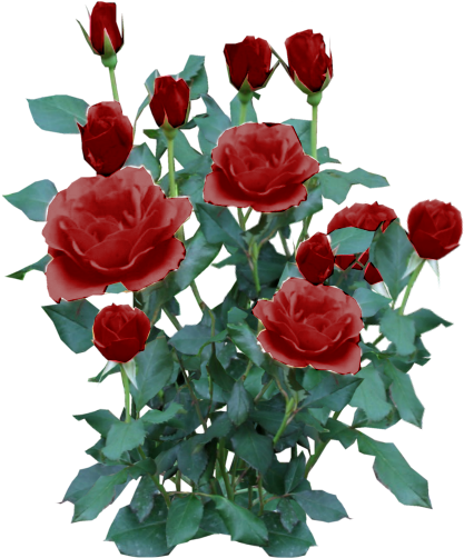 Rose Plant Png - Rose Bush Transparent Background (512x512)