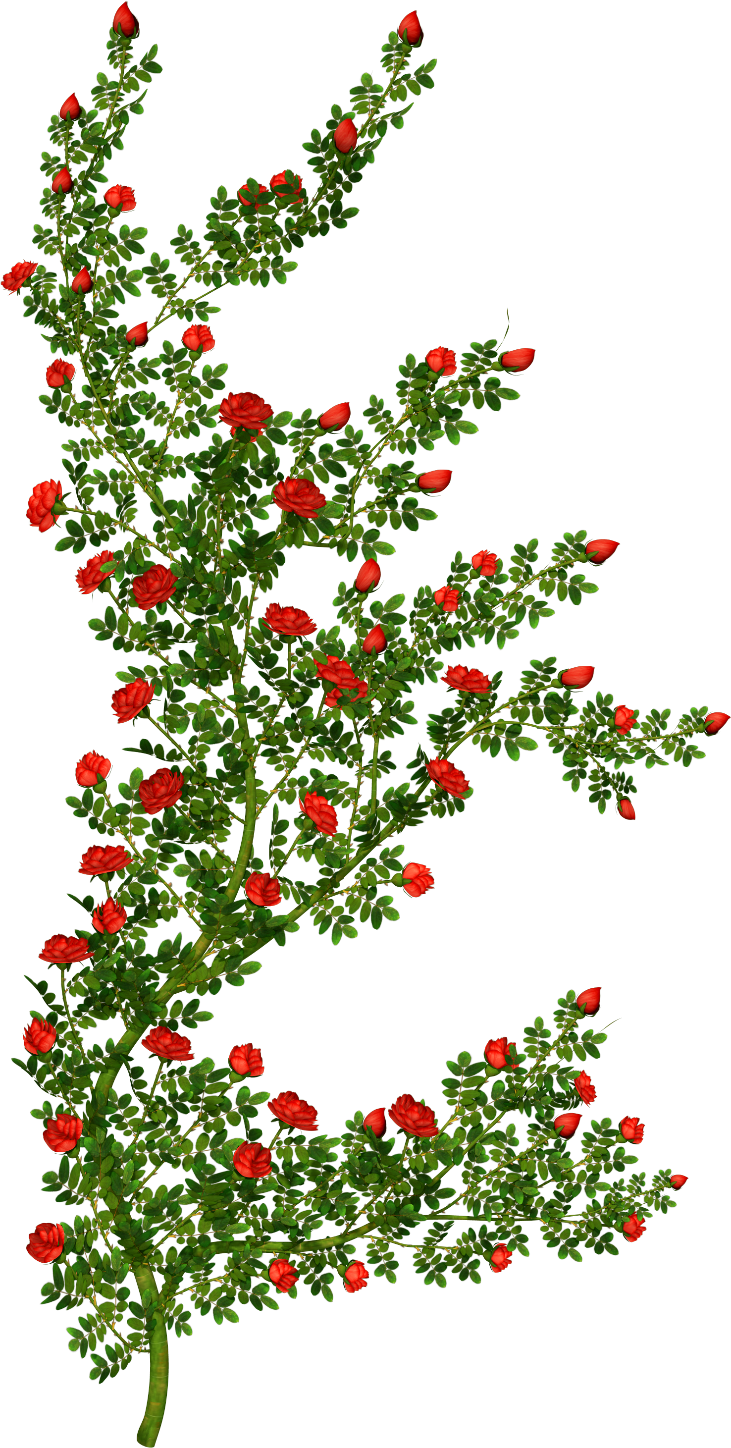Rose Bush Clipart - Rose Bush Clipart Transparent (1852x3040)