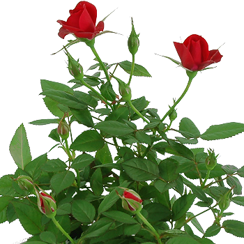 Rose Plant Png - Miniature Red Rose Growing (350x350)