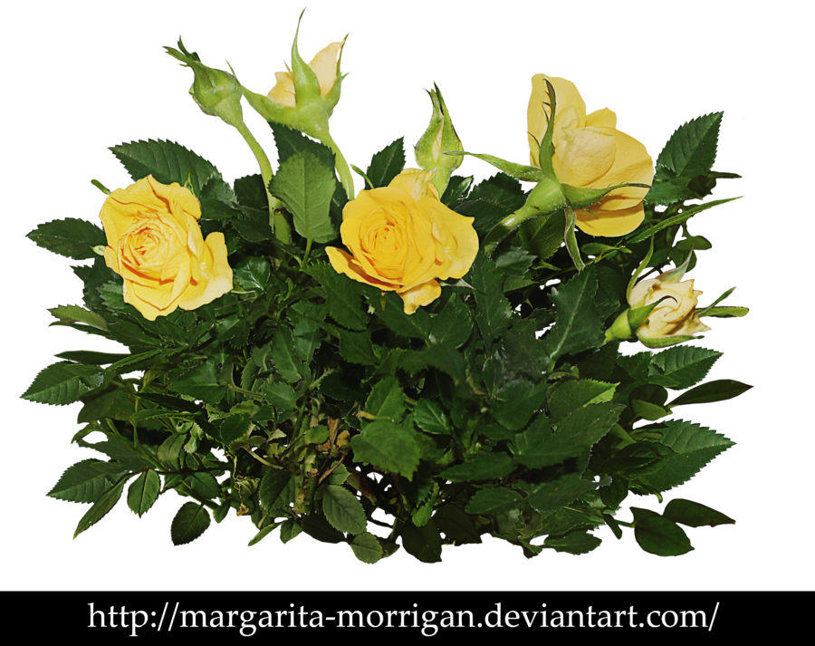 Rose Bush Clipart Shrub Plan - Yellow Rose Bush Png (900x713)
