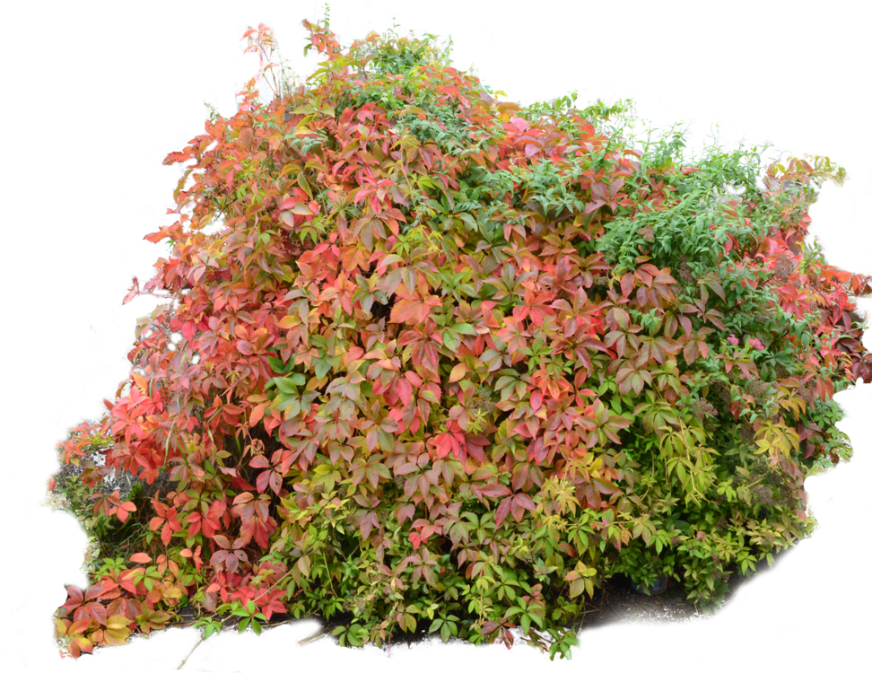 Flower Bush Png Download - Orange Bush Png (1024x771)