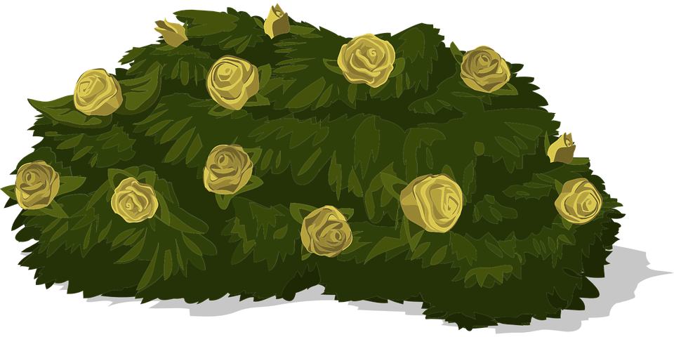 Rose Bush Svg - Shrub (960x480)